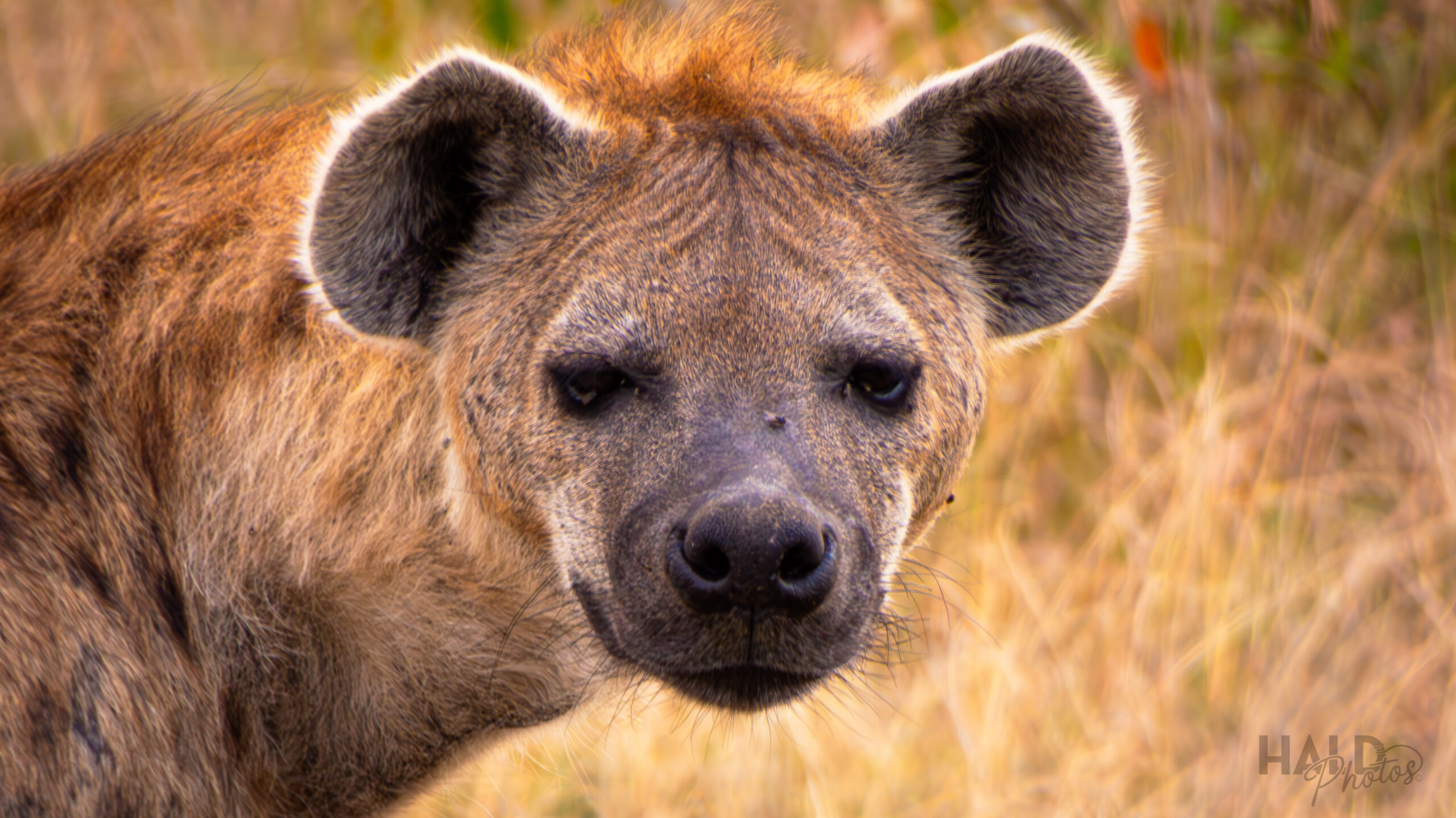 Hyena