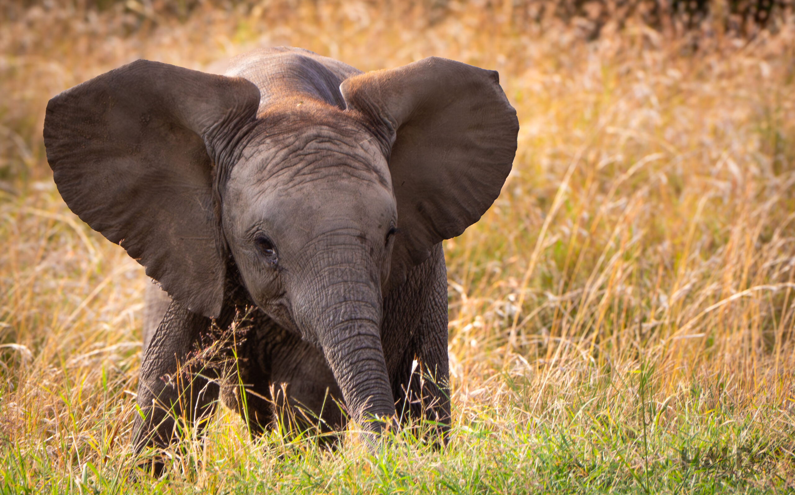 Baby Elephant