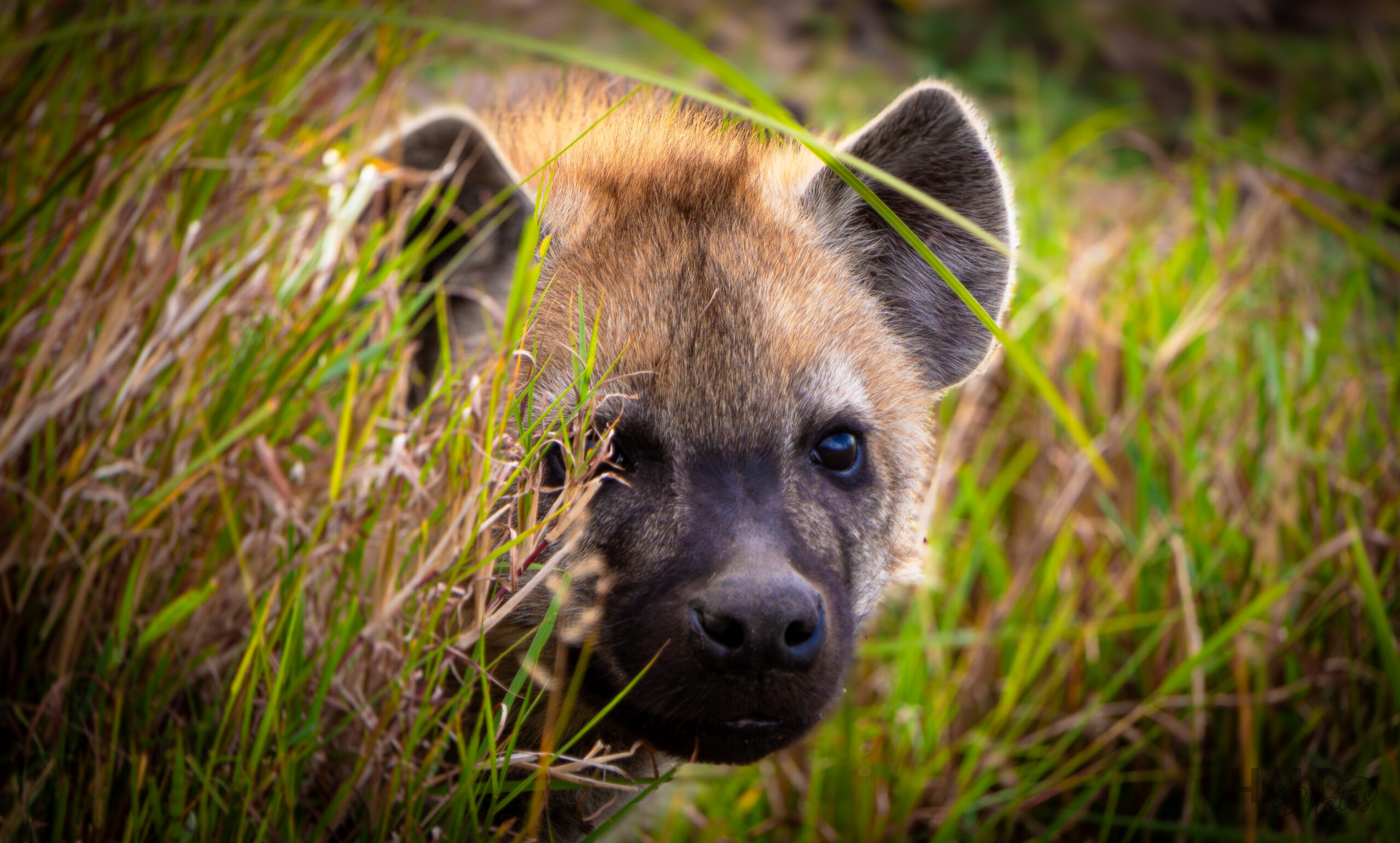 Hyena Cub