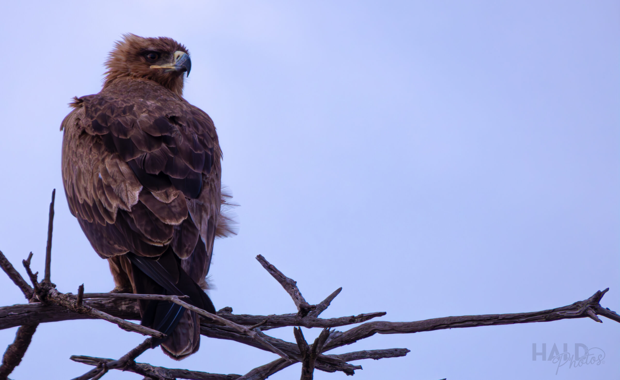 Tawny Eagle