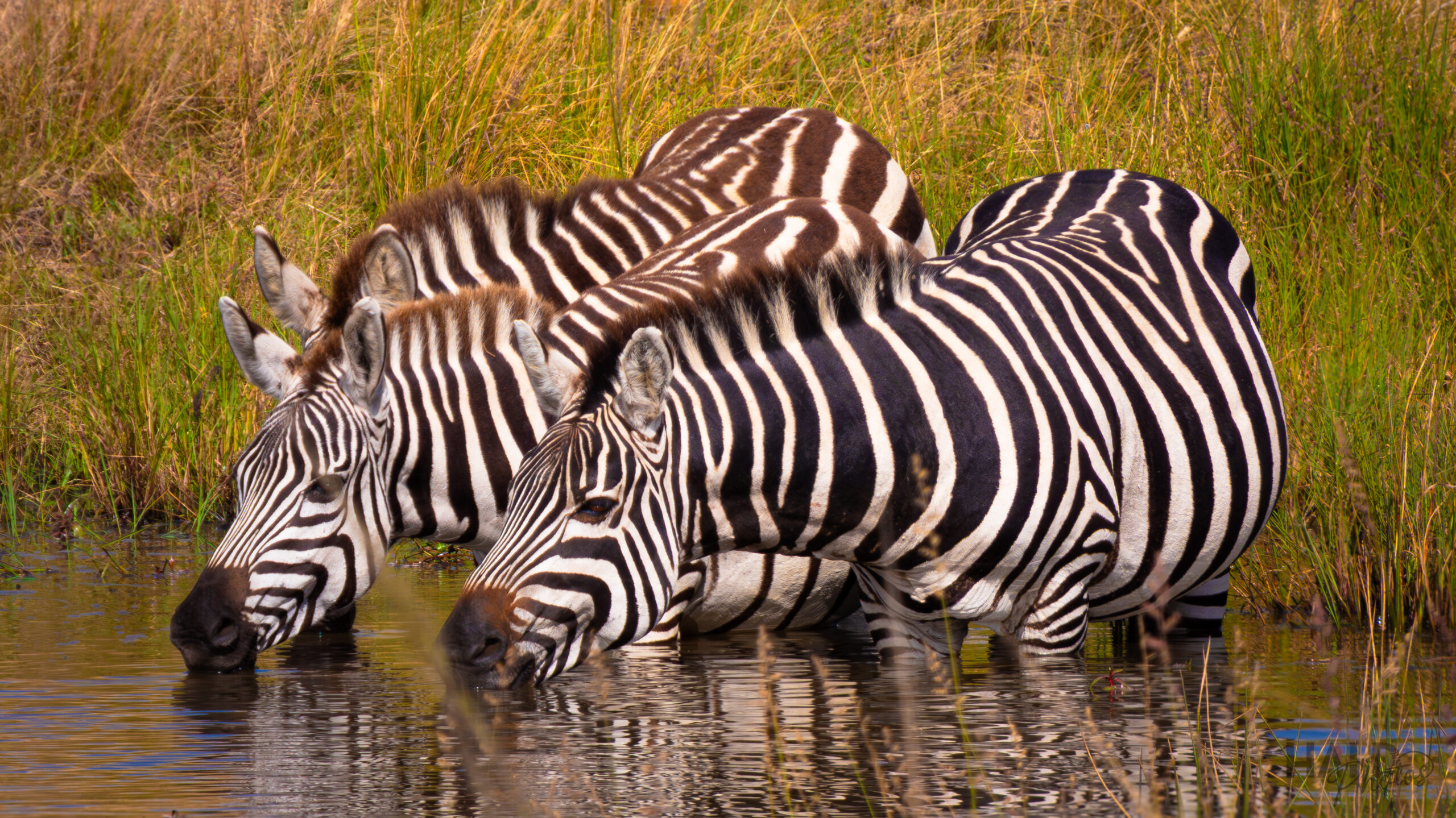 Zebras Drinking